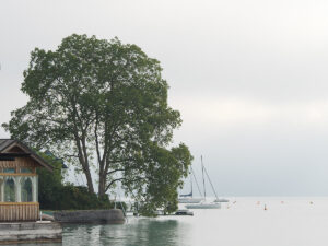 Foggy Silence
