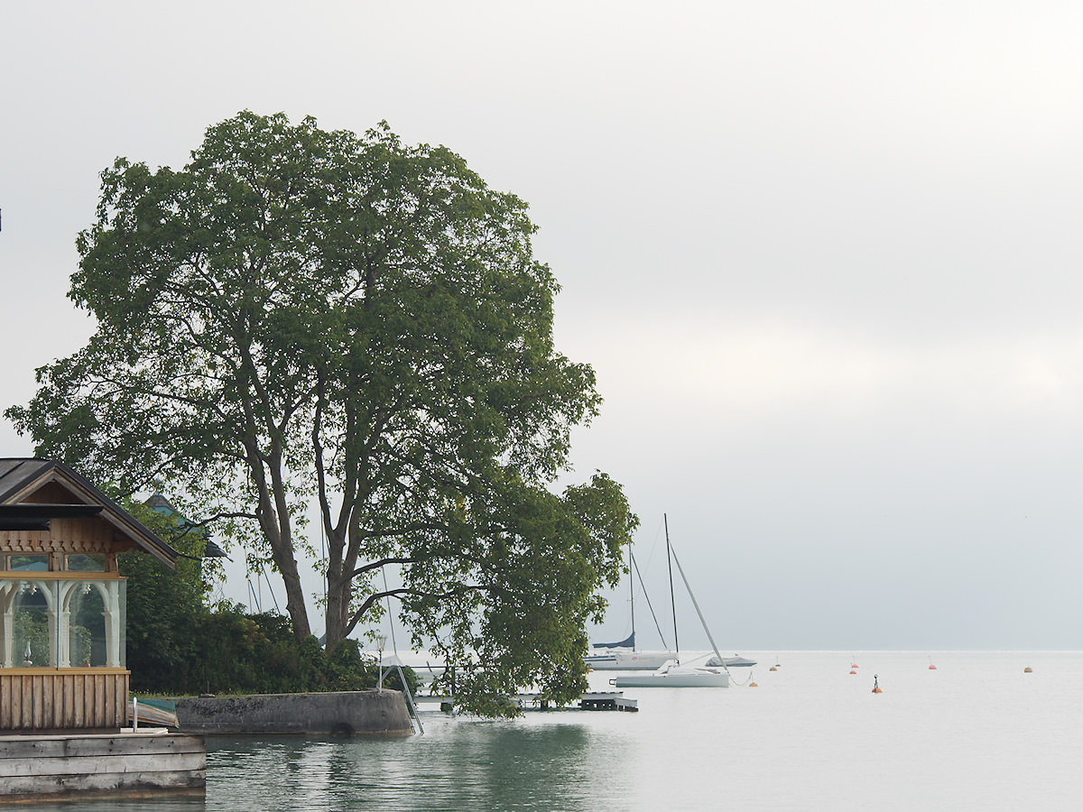 Foggy Silence