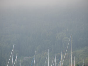 Forests