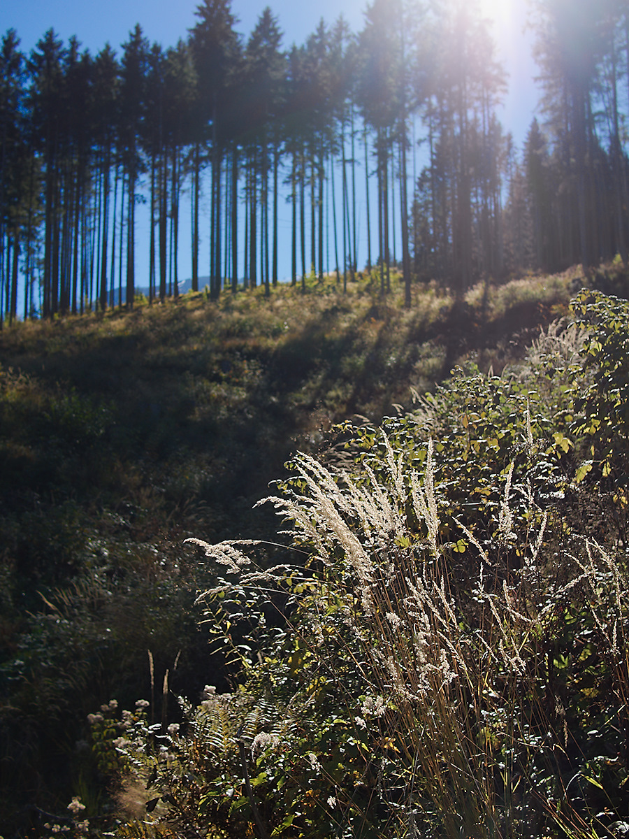 Visible Light