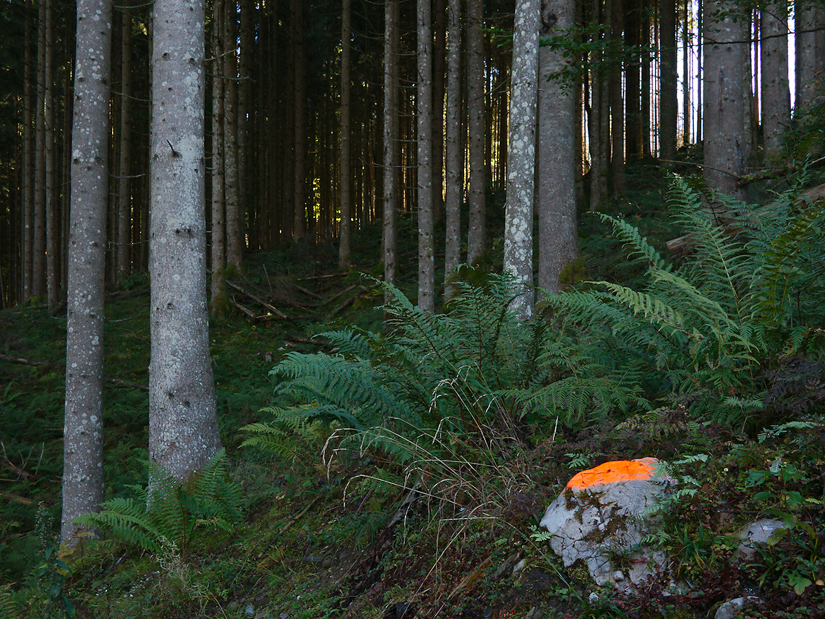 Spot In The Woods