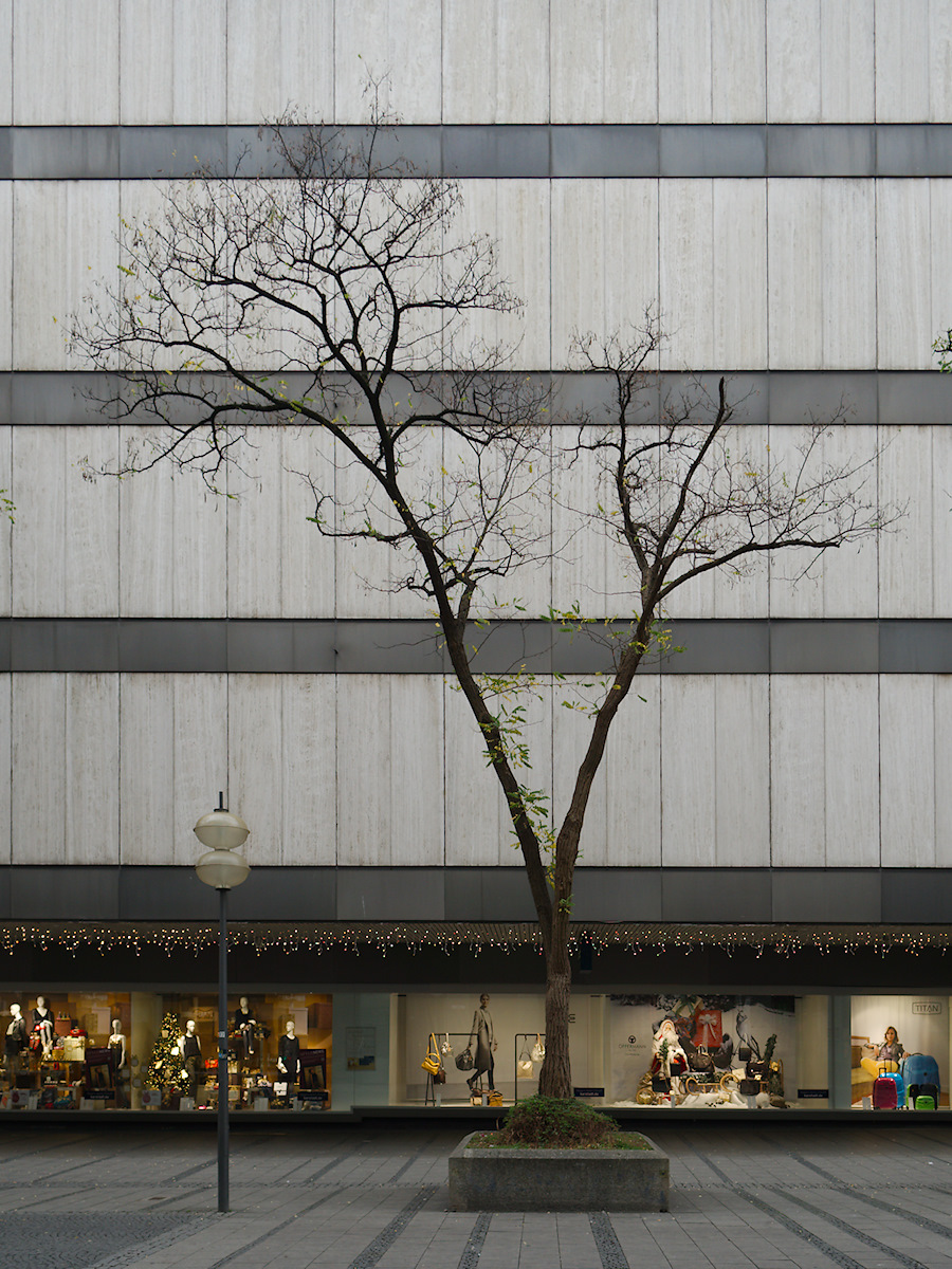 Tree, Not Christmas