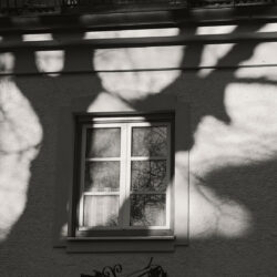 Tree Shadows