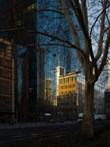 Glass And Steel And Tree