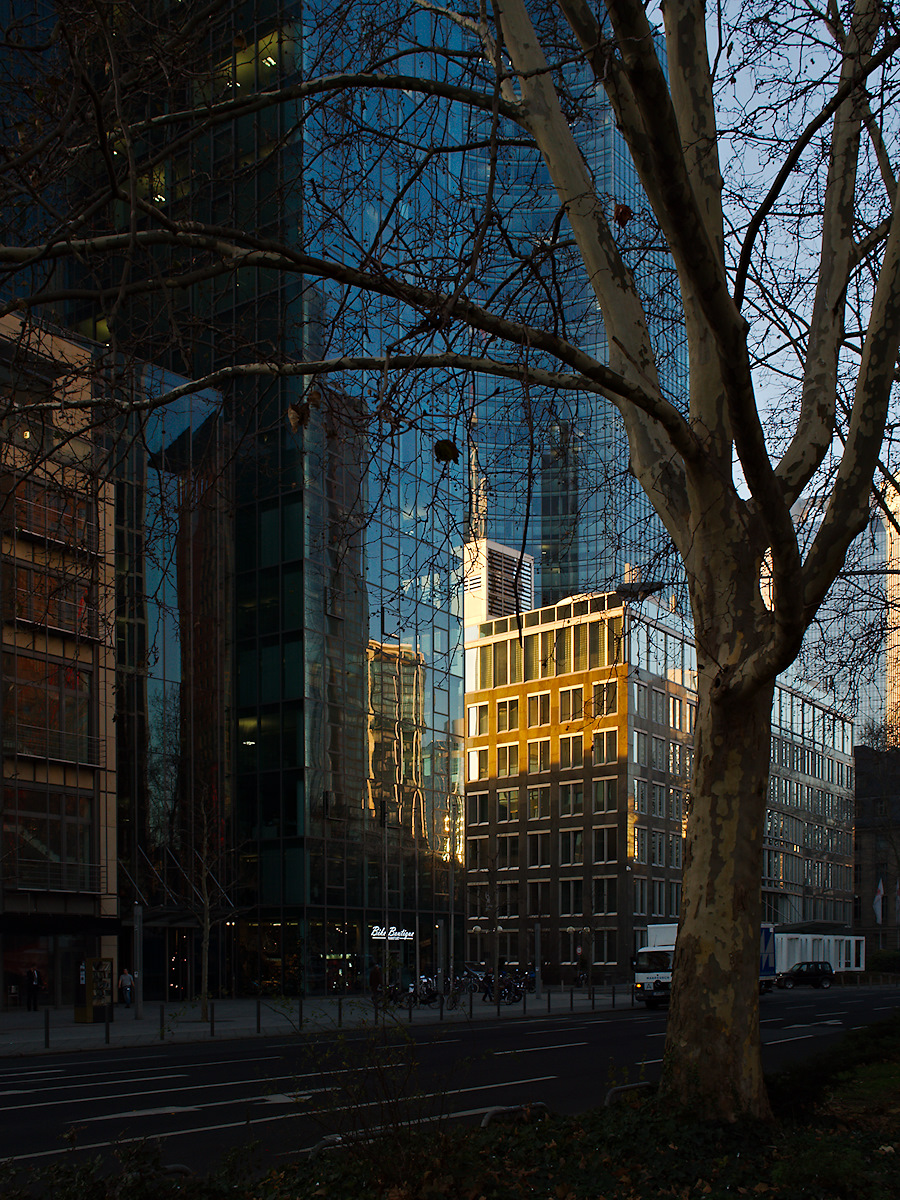 Glass And Steel And Tree