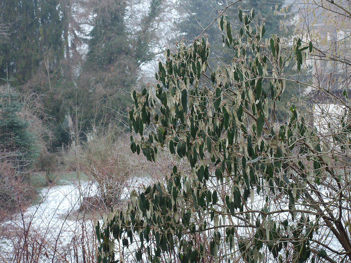 Green Snowball In Winter