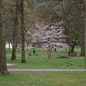 Spring Messenger