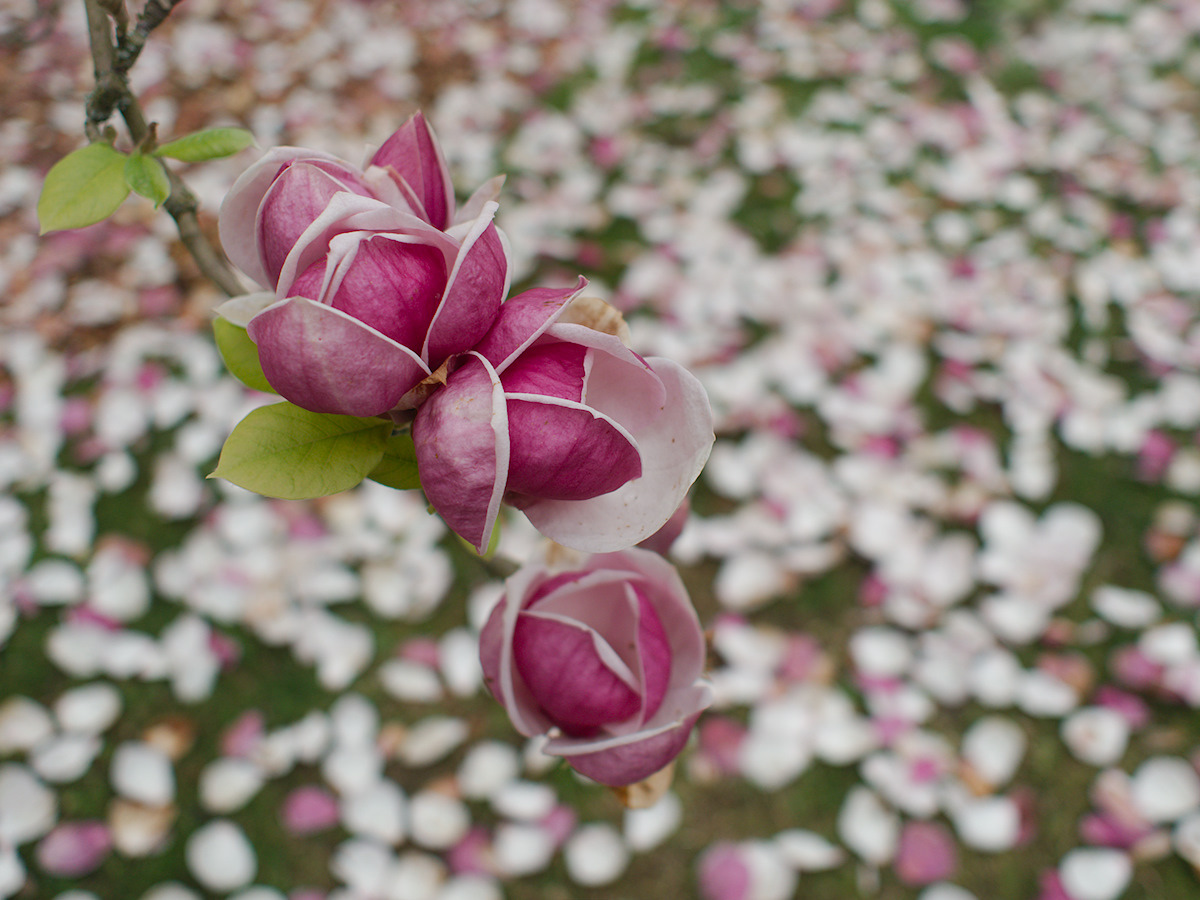 Magnolia – Almost Gone