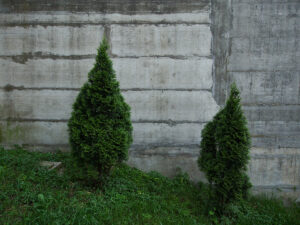 Cypresses With Potential