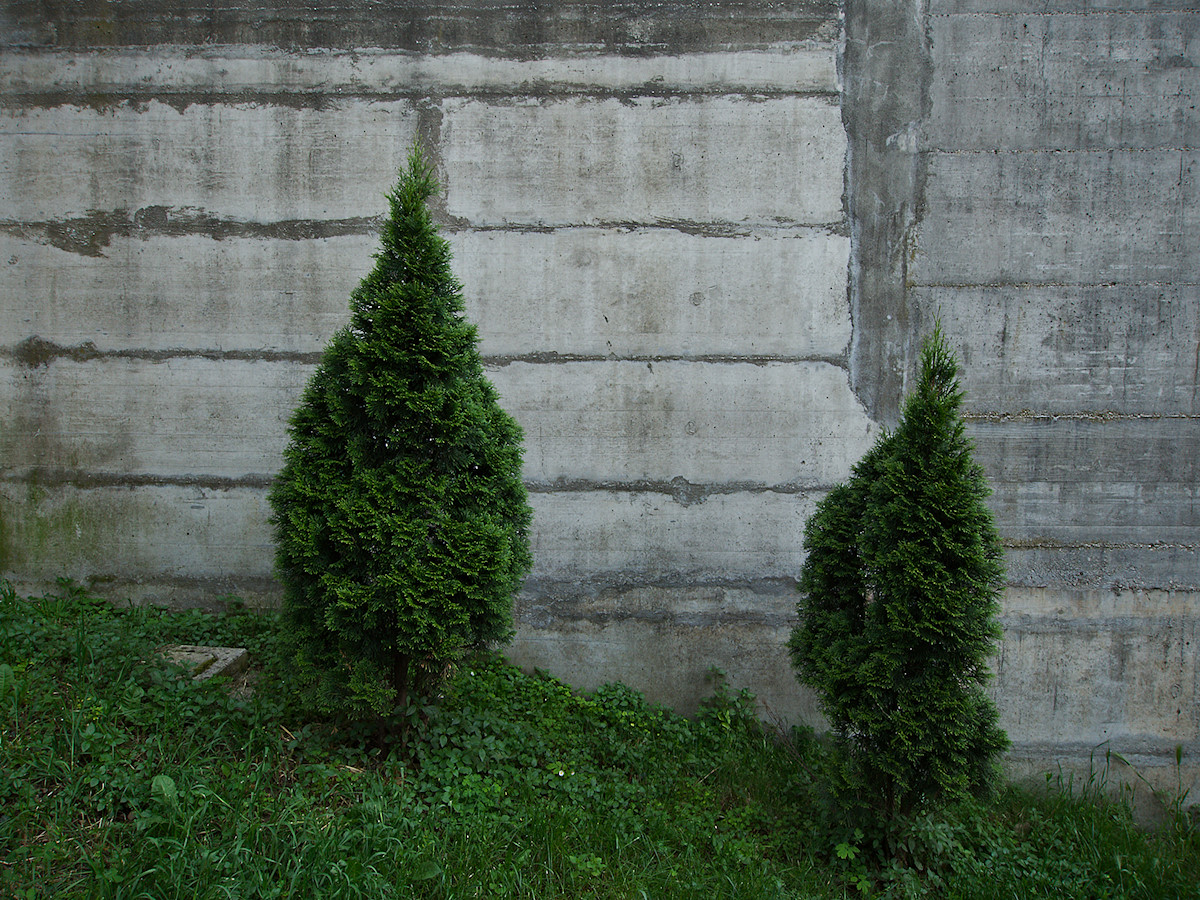 Cypresses With Potential