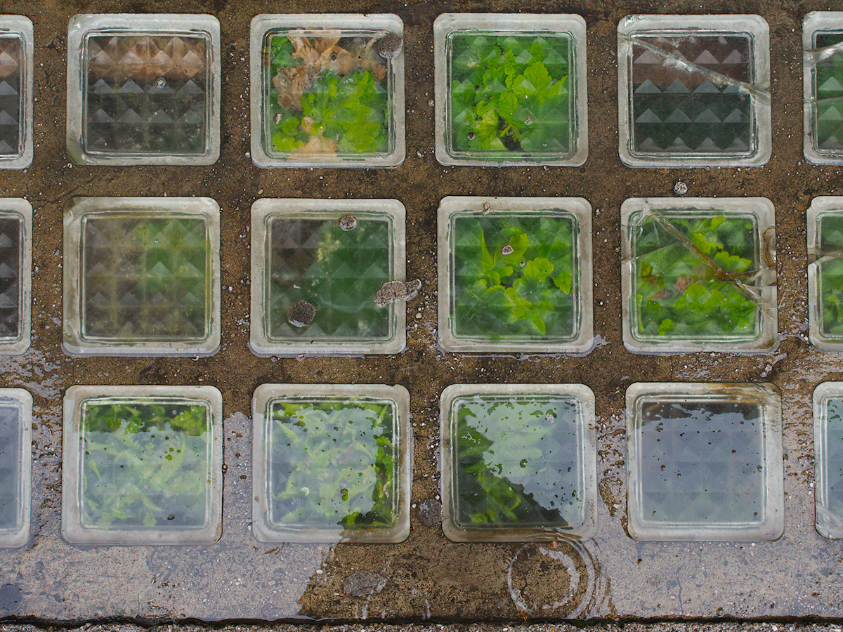 Basement Rooflights