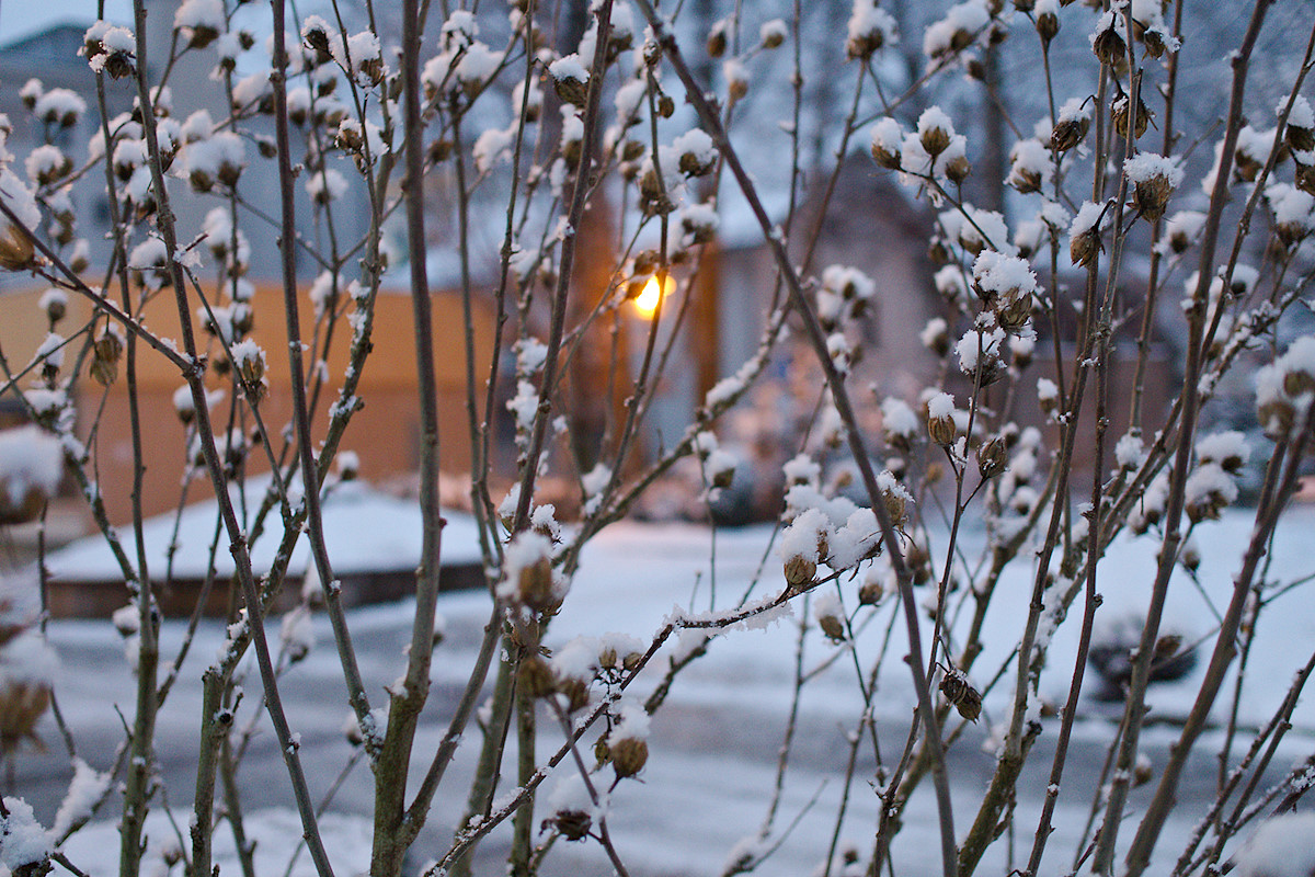 Hibernating HIbiscus