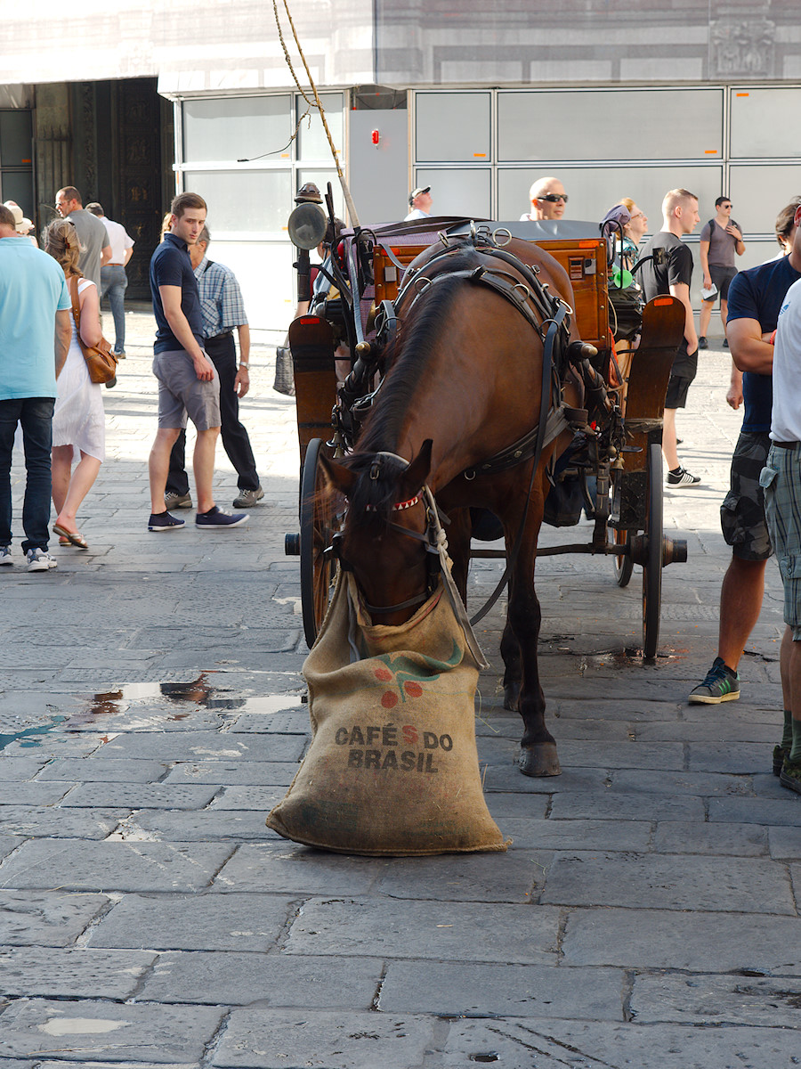 A Horse with good Taste