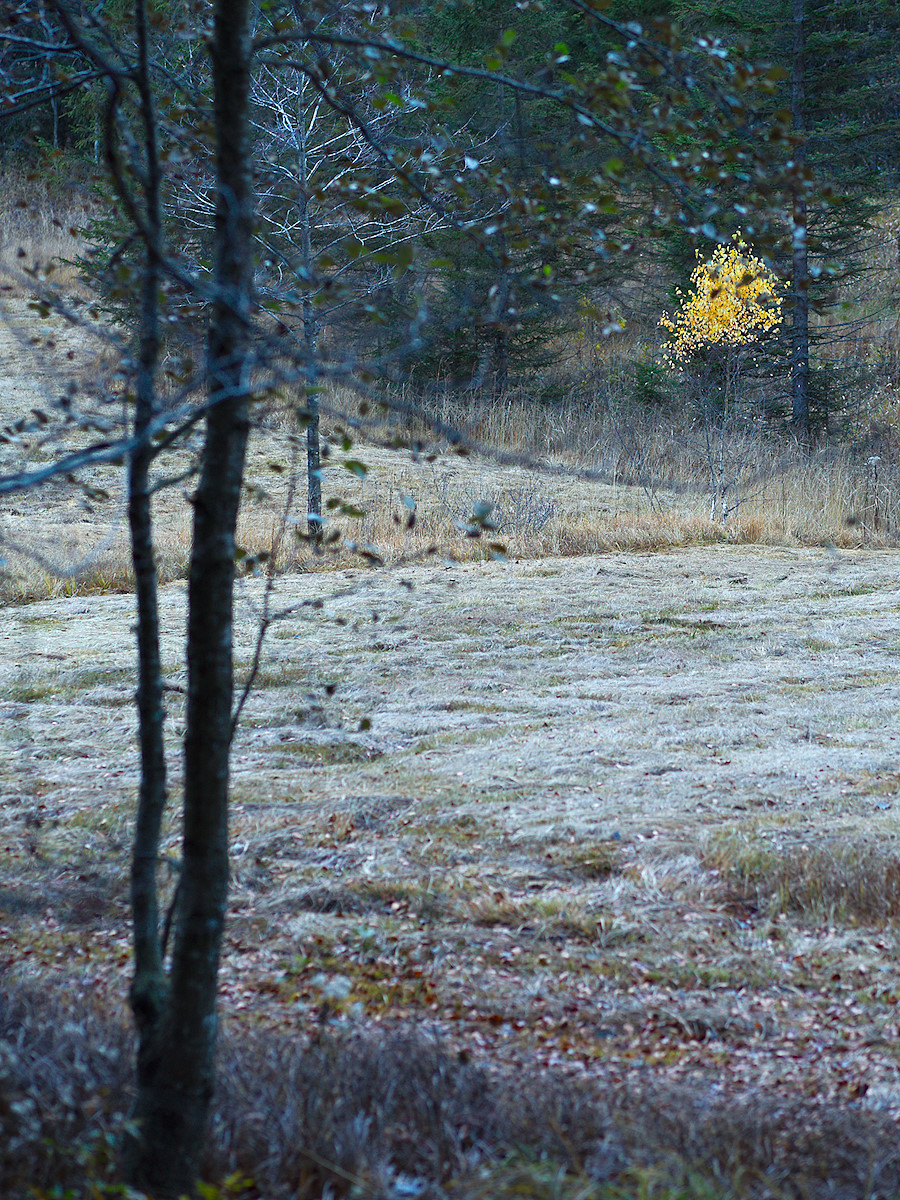 Another Birch