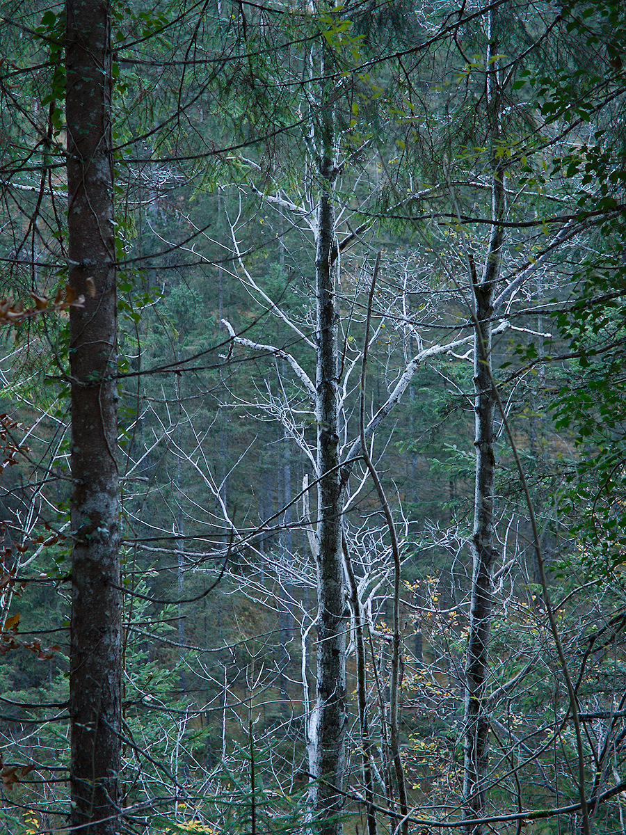 Bare Basswood