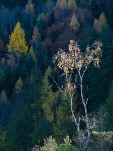 Last Birch Leaves