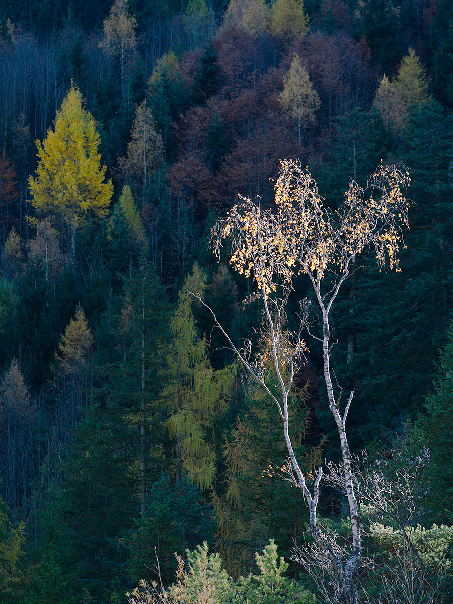 Last Birch Leaves