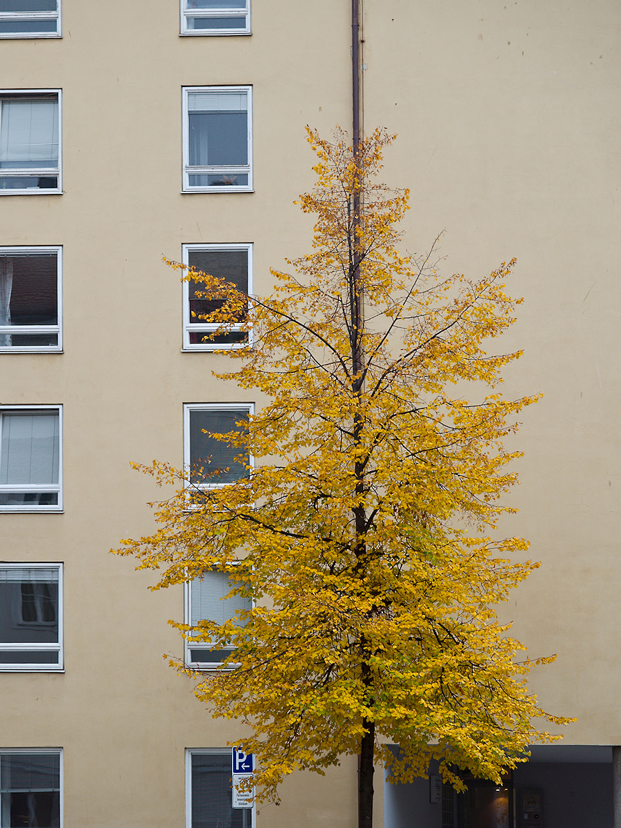 Mellow Yellow