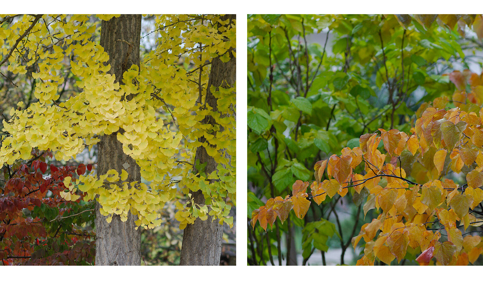 Curtains made of Leaves