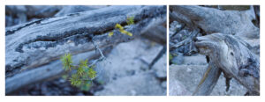 Fallen Larch Tree