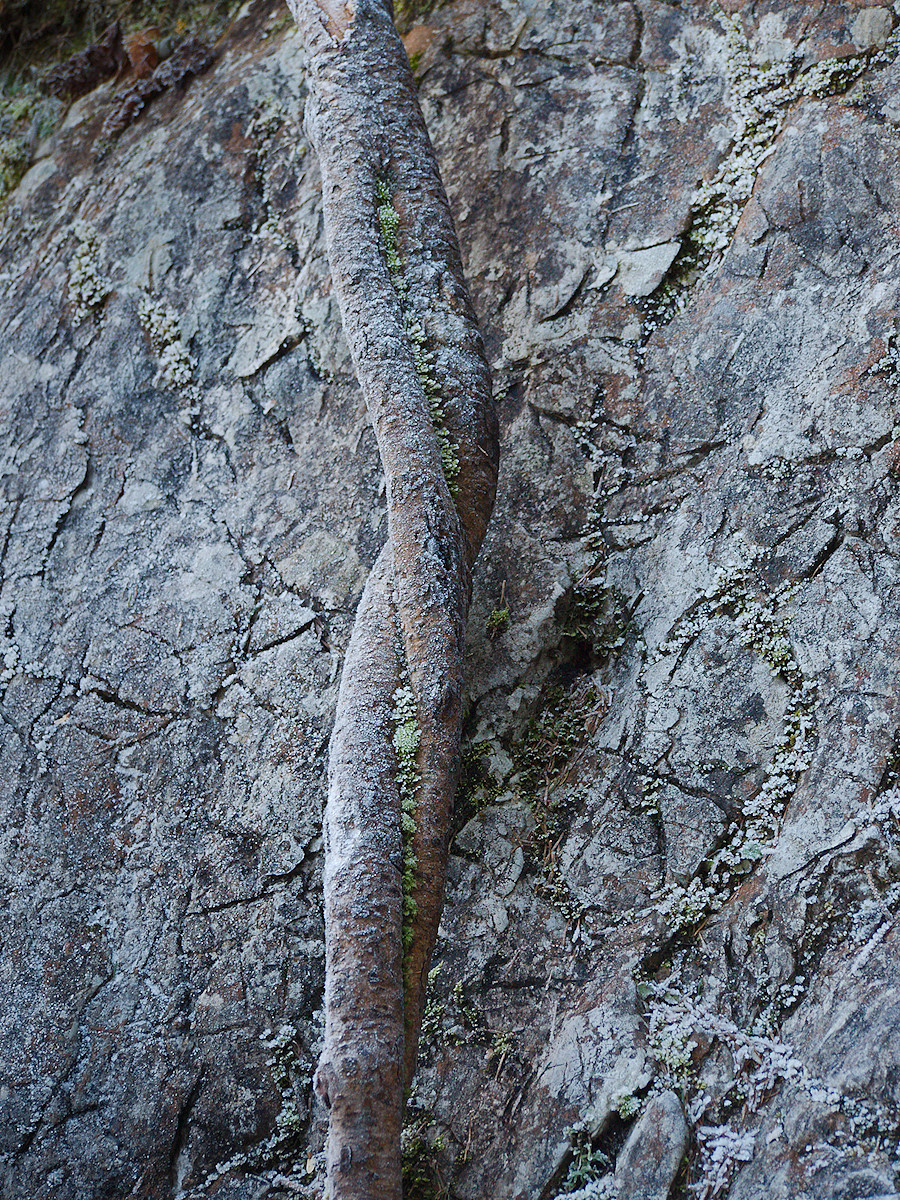 Entwined