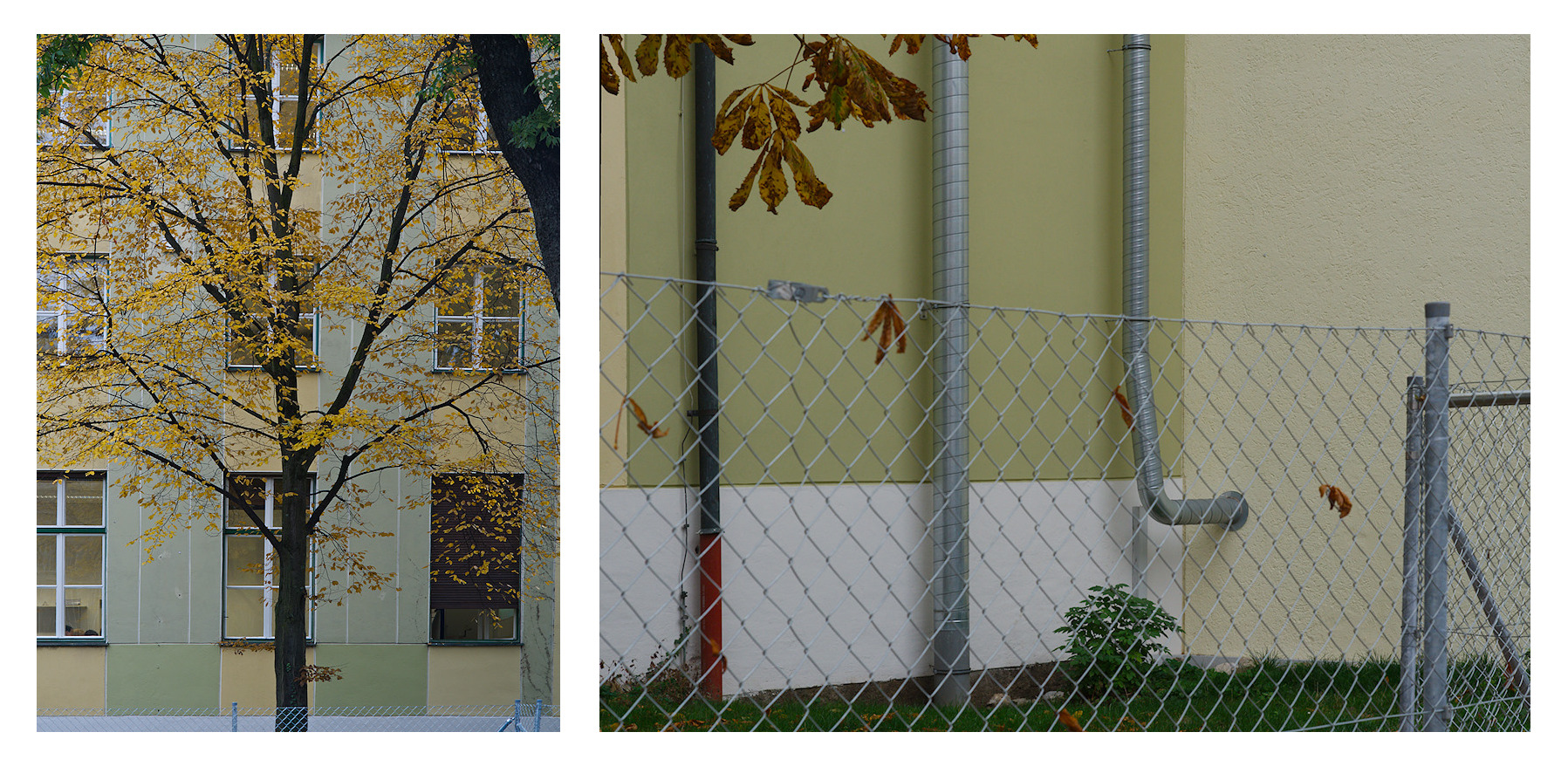 Trees, Fences
