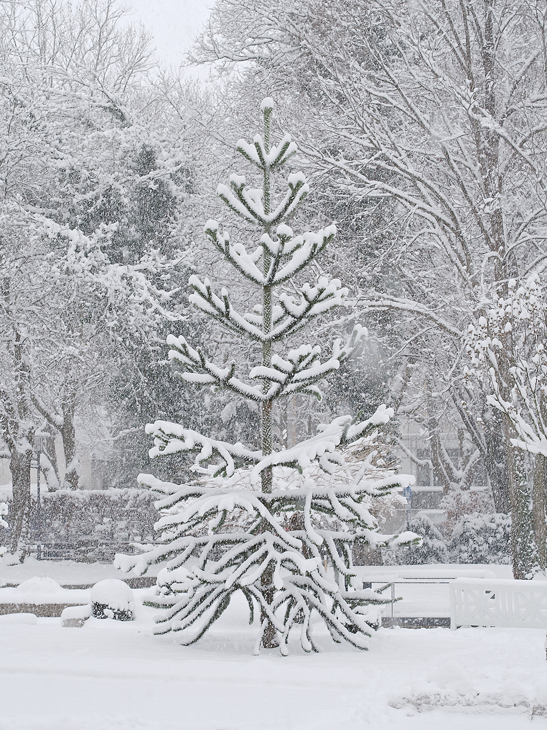 Even more snow