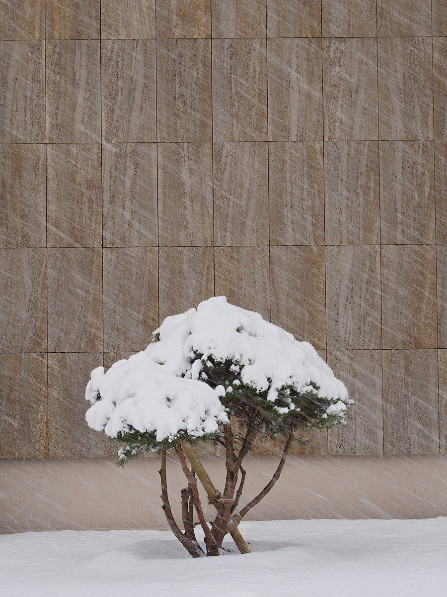 Snow Indeed