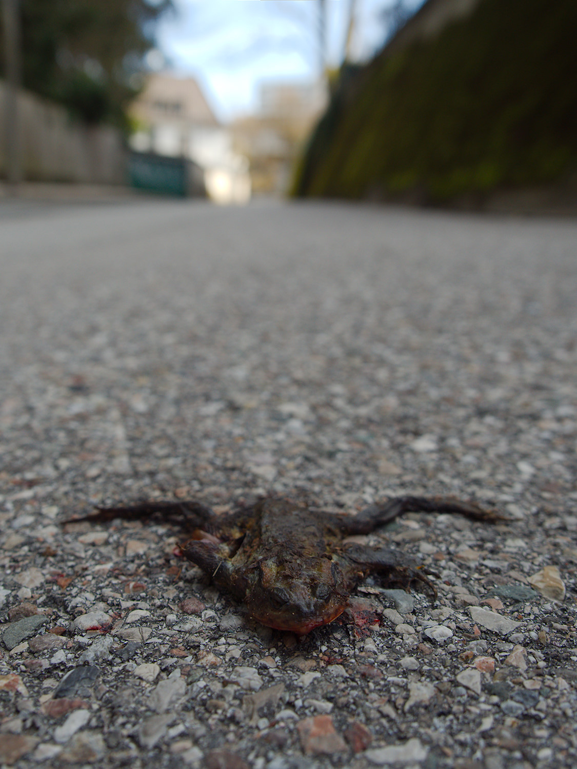 Froggie Went A-Courtin‘