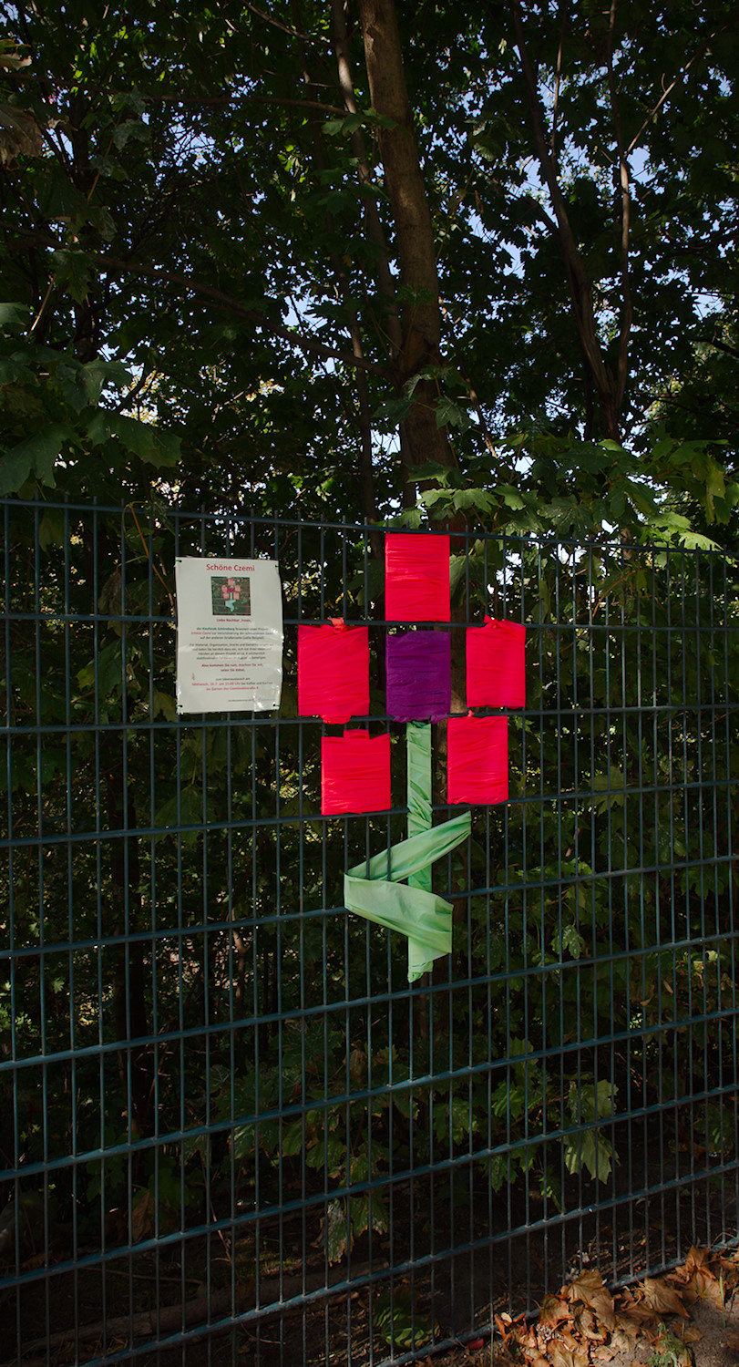Fenceflower
