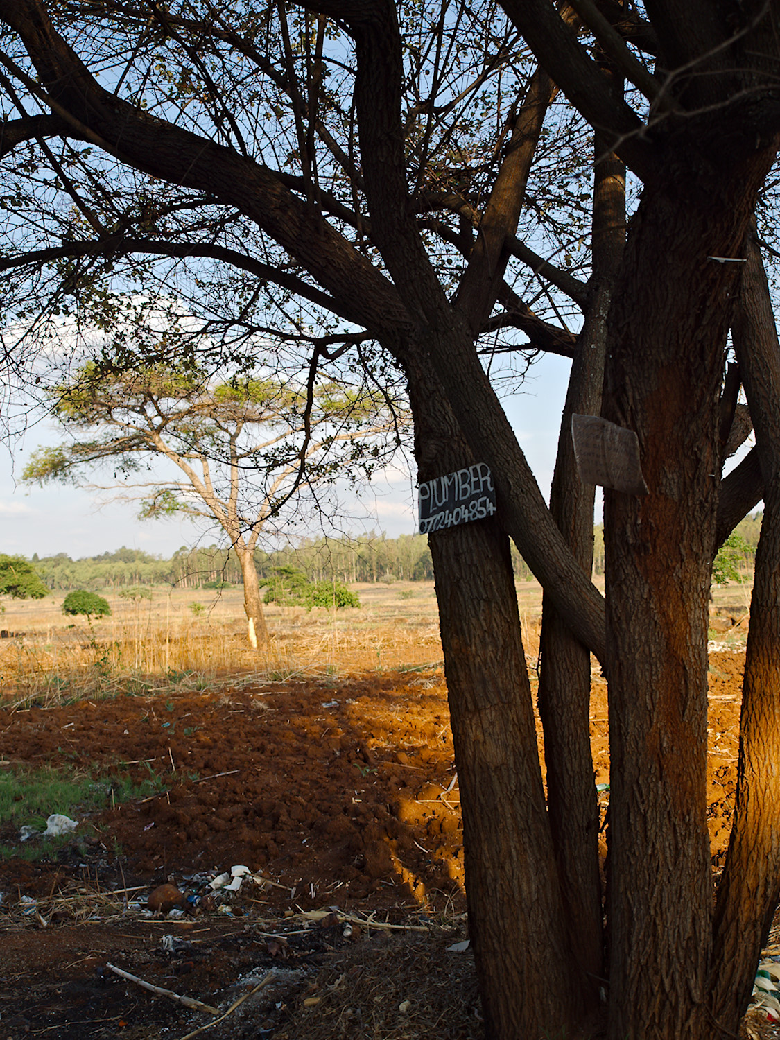 International Migration Day – Harare Advertisement Trees