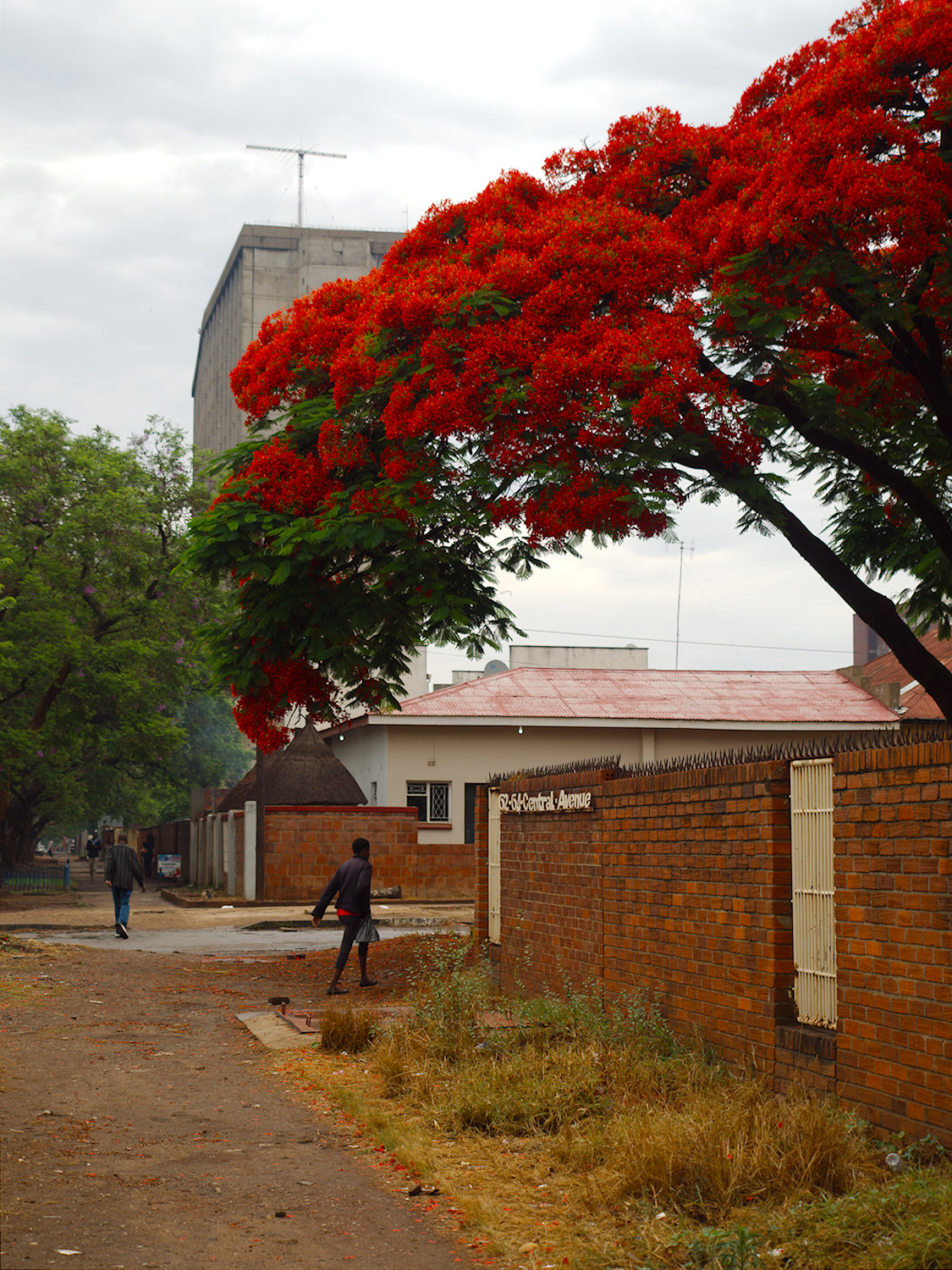 Red Jacaranda
