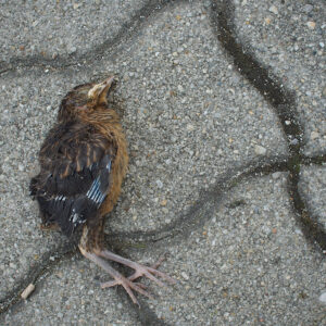Did not survive Spring