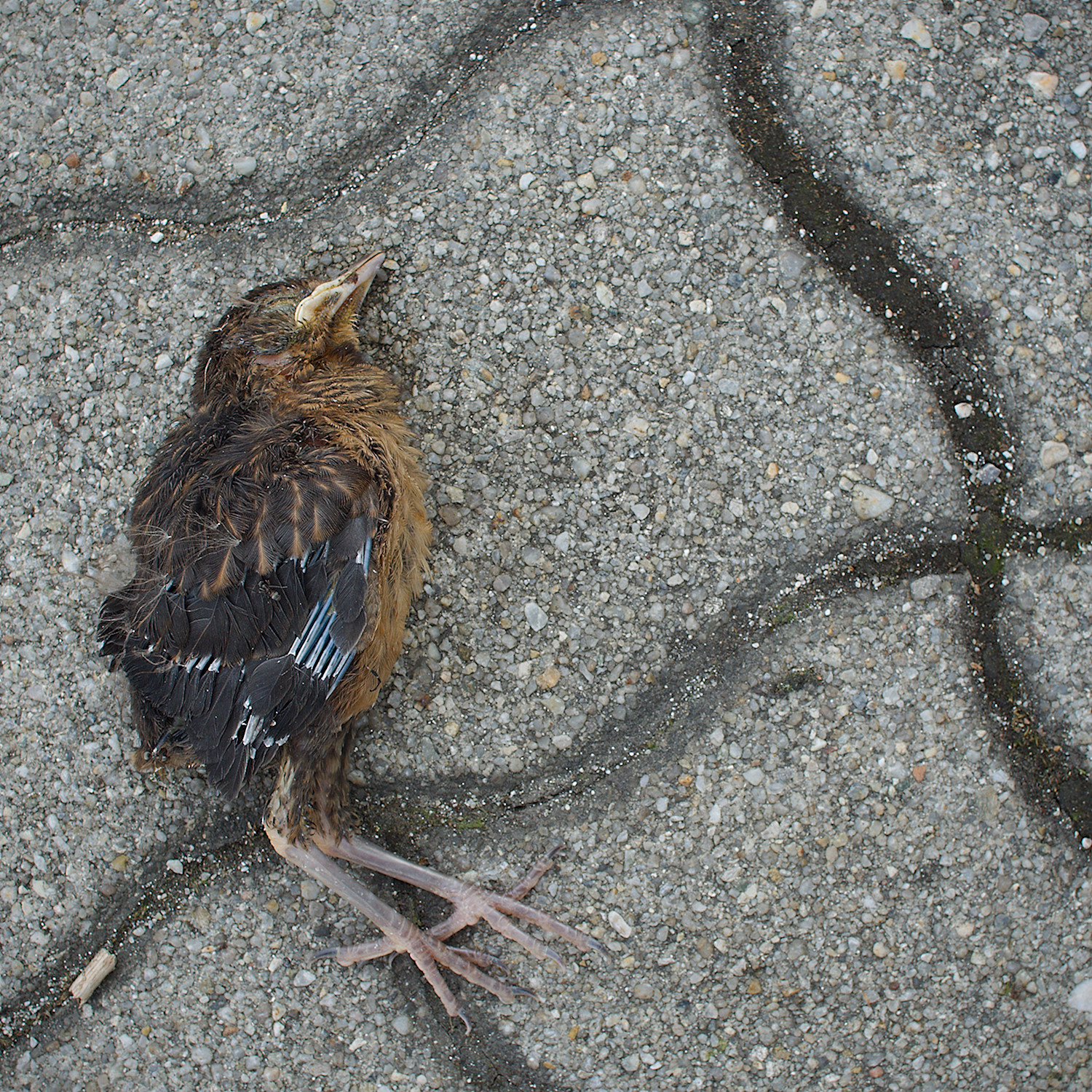 Did not survive Spring