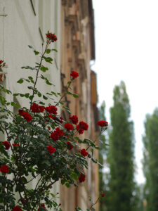 City Roses