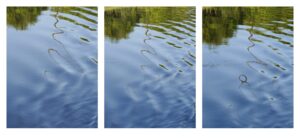 On the Shannon
