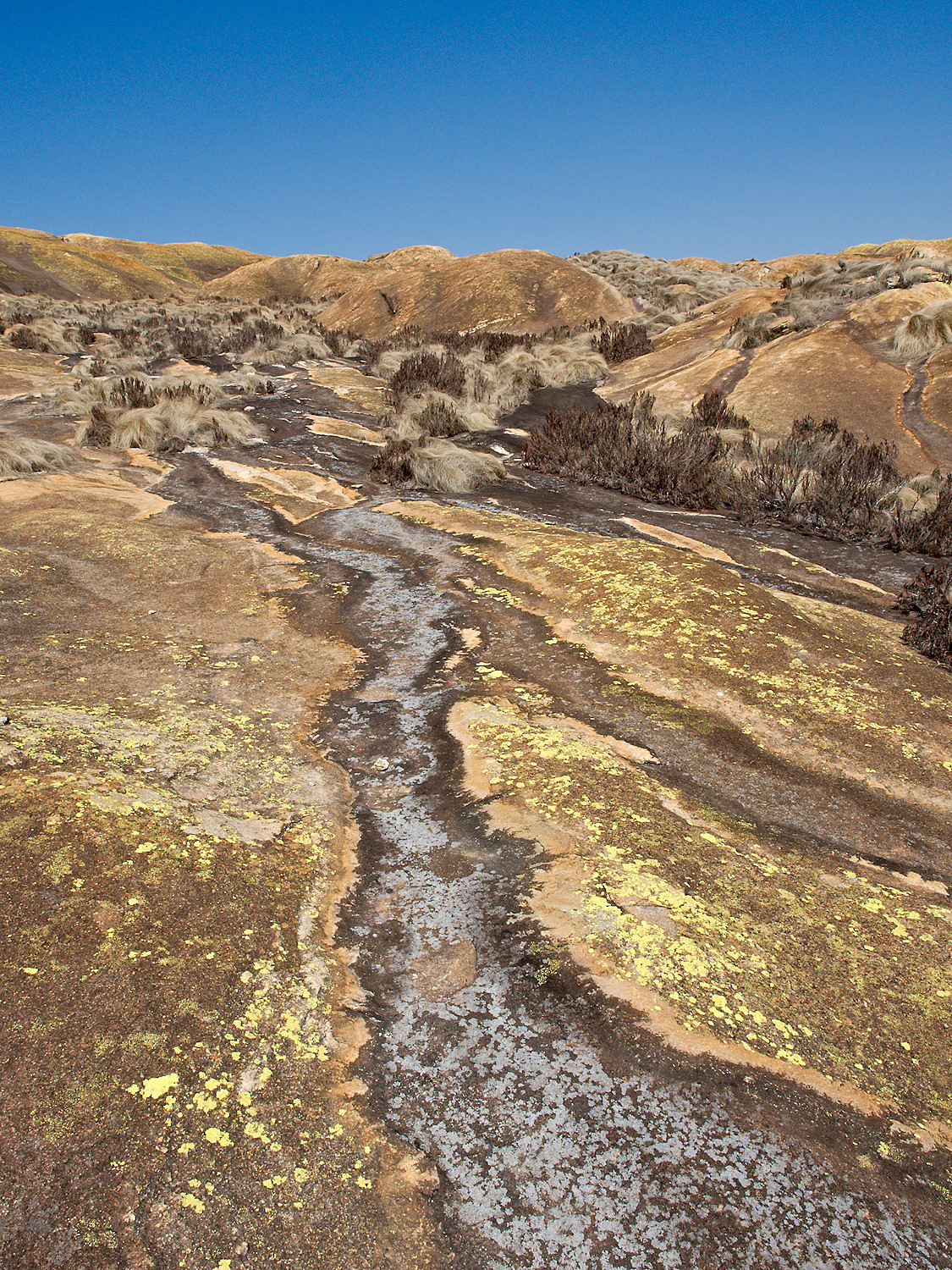 Lichen Stream