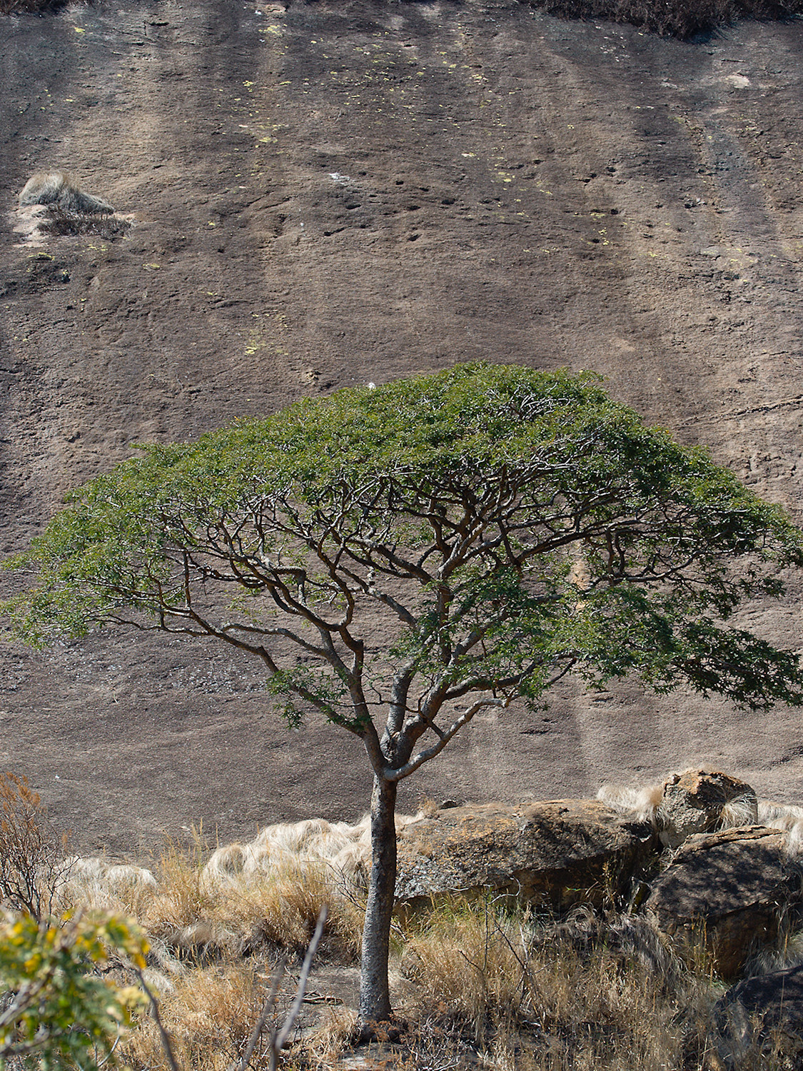 Rock and Tree