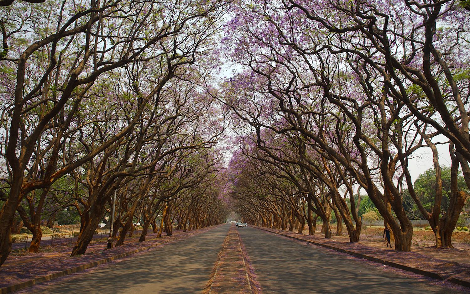Jacaranda Tunnel