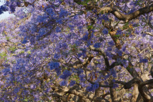 Jacarandas