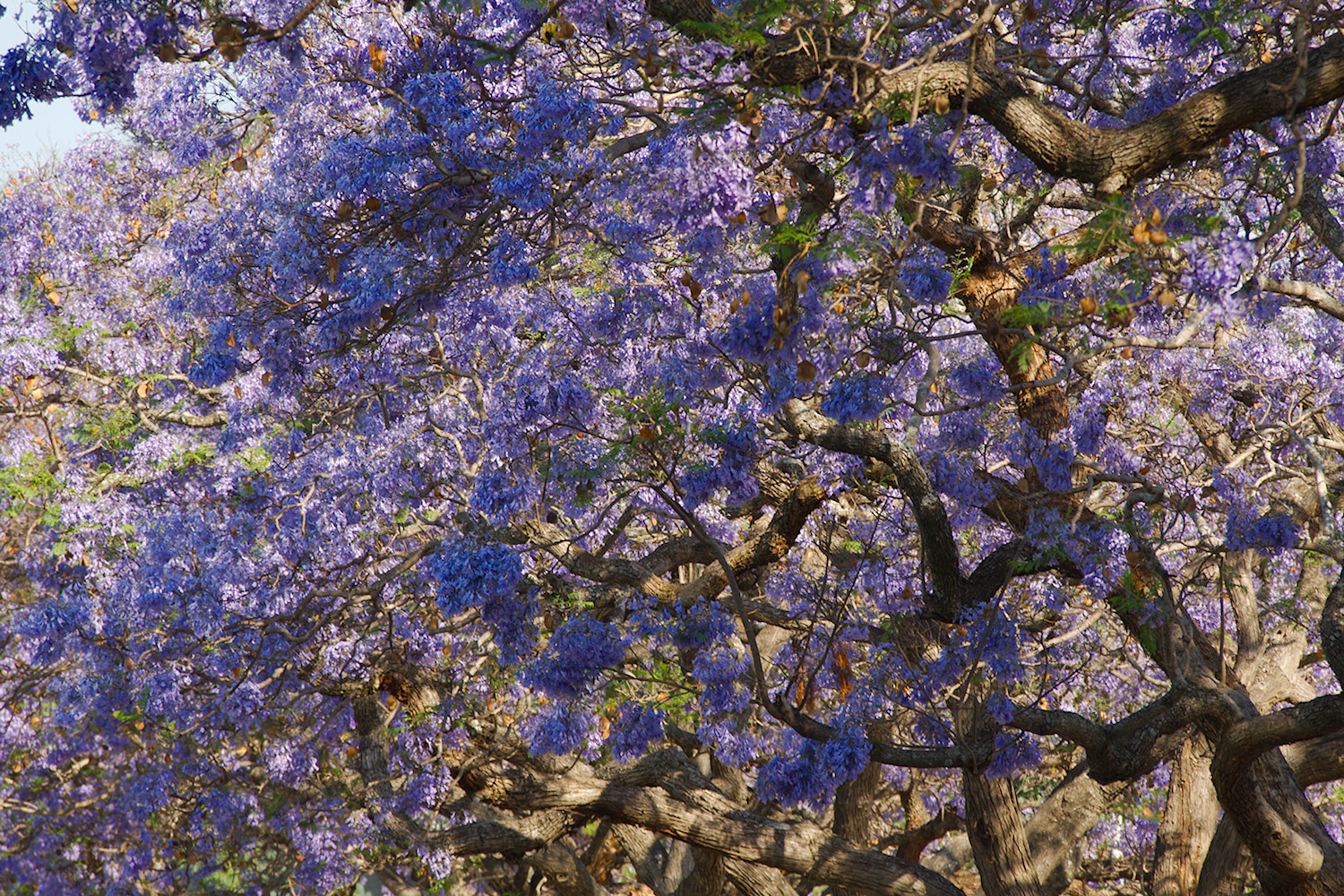 Jacarandas