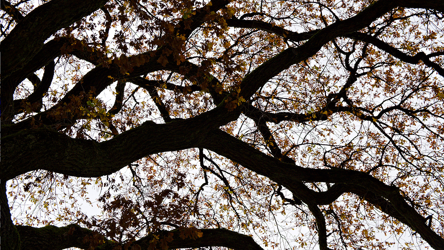 Old Oak