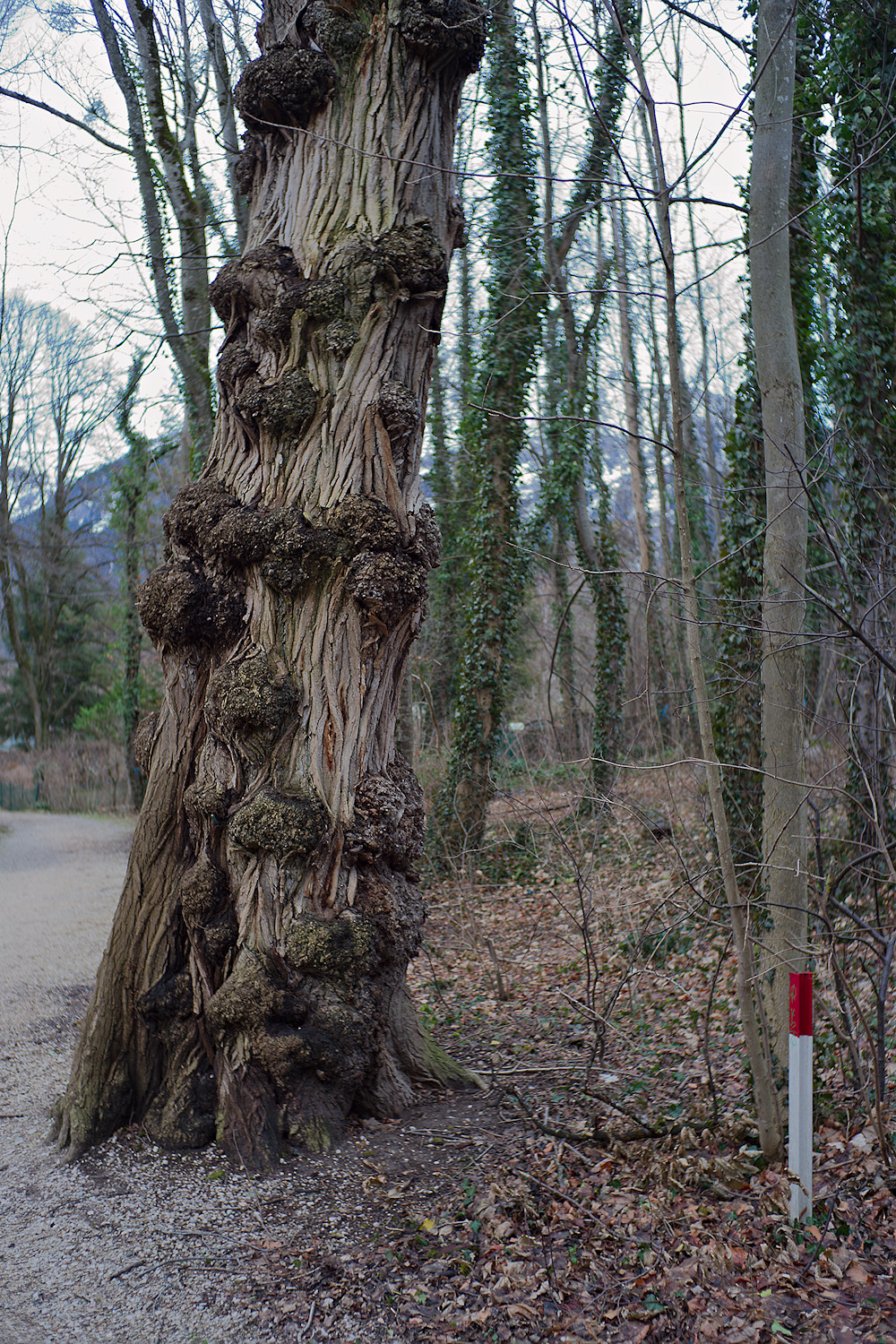 Bavarian Burlwood