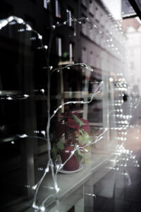 Leftover Poinsettia