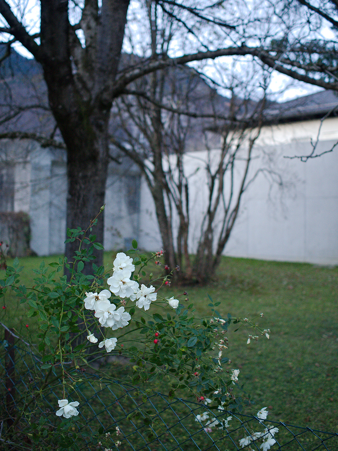 Winter Roses