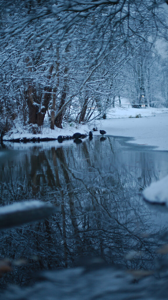 Bald Coots in the Park, Westpark, Munich