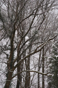 Winter Trees