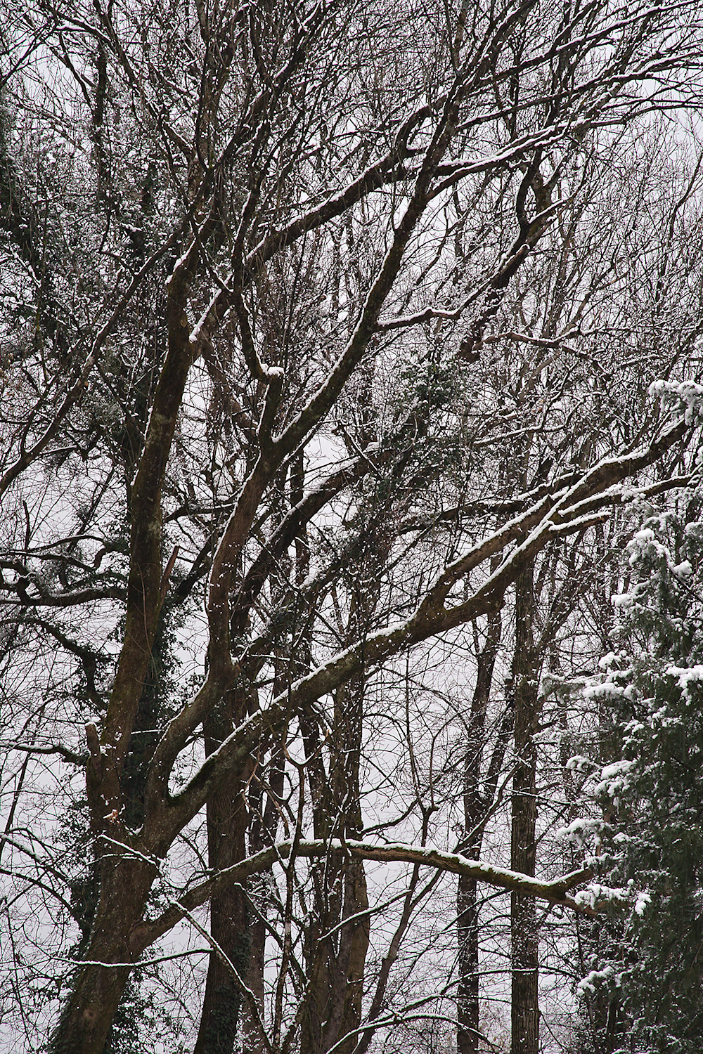 Winter Trees