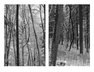 Black Trees