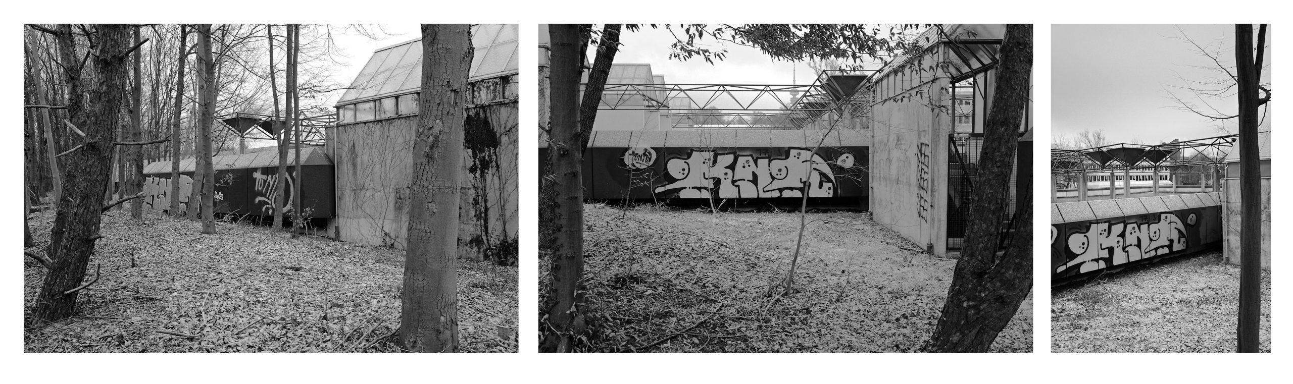 Graffiti in the Forest